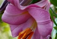 Lilium tigrinum Pink Perfection