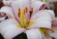 Lilium tigrinum Pink Planet