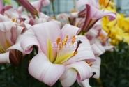 Lilium tigrinum Pink Planet