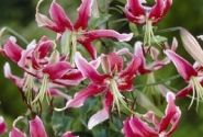 Lilium tigrinum Black Beauty
