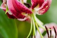 Lilium tigrinum Black Beauty