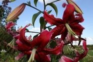 Lilium OT Miss Feya