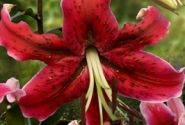 Lilium OT Miss Feya
