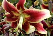 Lilium tigrinum Scheherazade