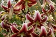 Lilium tigrinum Scheherazade