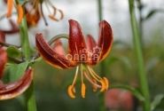 Lilium MA Arabian Knight