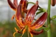 Lilium MA Arabian Knight