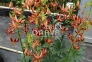 Lilium MA Arabian Knight
