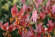 Lilium MA Claude Shride
