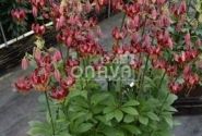 Lilium MA Claude Shride