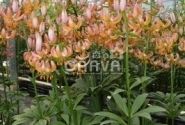 Lilium MA Fairy Morning