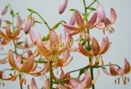 Lilium MA Fairy Morning