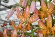 Lilium MA Fairy Morning