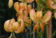 Lilium MA Peppard Gold