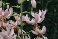 Lilium MA Pink Morning