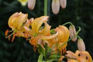 Lilium MA Terrace City