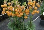 Lilium MA Terrace City