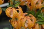 Lilium MA Terrace City