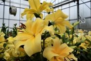 Lilium OT Eldoret