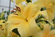 Lilium OT Eldoret