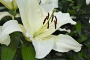 Lilium OT Monte Bianco
