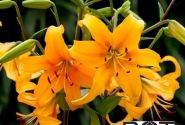 Lilium AZ Pearl Justien