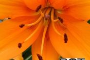 Lilium AZ Pearl Justien