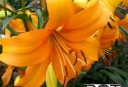 Lilium AZ Pearl Justien