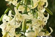 Lilium AZ Sweet Surrender