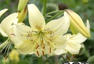 Lilium AZ Sweet Surrender