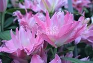 Lilium OR Dreamline