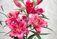 Lilium OT Red Desire