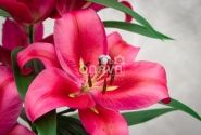 Lilium OT Red Desire
