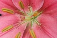 Lilium AZ (podu) Foxtrot