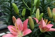 Lilium AZ (podu) Foxtrot