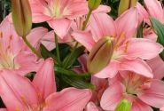 Lilium AZ (podu) Foxtrot