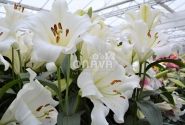 Lilium LO Fredo