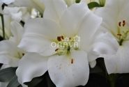Lilium LO Fredo