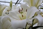 Lilium LO Fredo