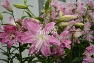 Lilium OR Lotus Elegance