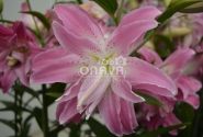 Lilium OR Lotus Elegance
