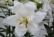 Lilium OR Lotus Pure