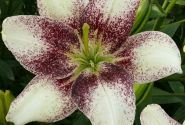Lilium AZ Easy Spot