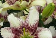 Lilium AZ Easy Spot