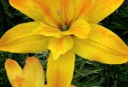 Lilium AZ Gold Twin