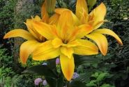 Lilium AZ Gold Twin