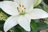Lilium AZ Kent
