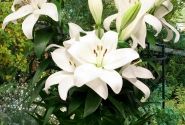Lilium AZ Kent