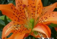 Lilium AZ Must See