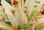 Lilium AZ Must See